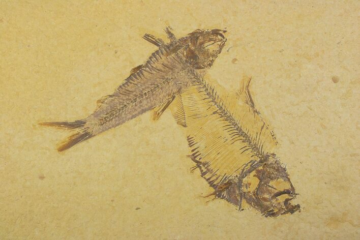Plate With Two Fossil Fish (Diplomystus & Knightia) - Wyoming #373868